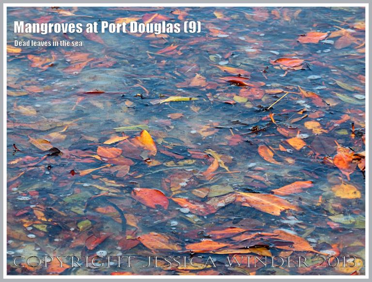 Mangroves at Port Douglas (9) - Brightly coloured dead mangrove leaves that fall throughout the year from the mangrove trees on the waters' edge at Port Douglas, Queensland, Australia.