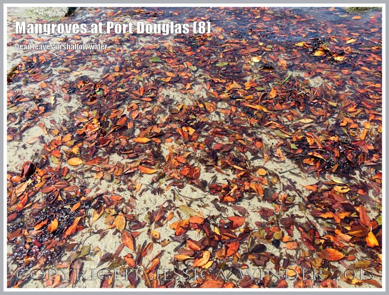 Mangroves at Port Douglas (8) - Brightly coloured dead mangrove leaves that fall throughout the year from the mangrove trees on the waters' edge at Port Douglas, Queensland, Australia.