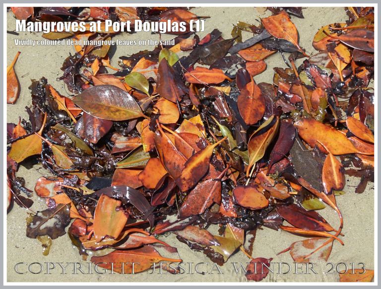 Mangroves at Port Douglas (1) - Brightly coloured dead mangrove leaves on the sand - they fall throughout the year from the mangrove trees living on the edge of the beach at Port Douglas, Queensland, Australia. 