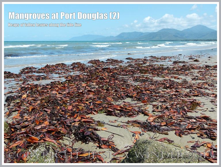 Mangroves at Port Douglas (2) - Brightly coloured heaps of dead mangrove leaves on the sandy strand-line - they fall throughout the year from the mangrove trees living on the edge of the beach at Port Douglas, Queensland, Australia.