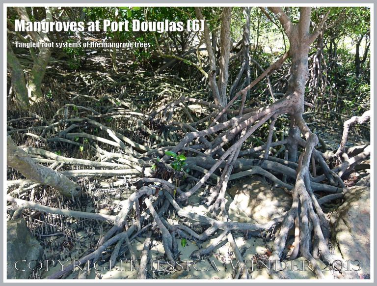 Mangroves at Port Douglas (6) - The tangled root systems above ground belonging to the mangrove trees on the beach at Port Douglas, Queensland, Australia.