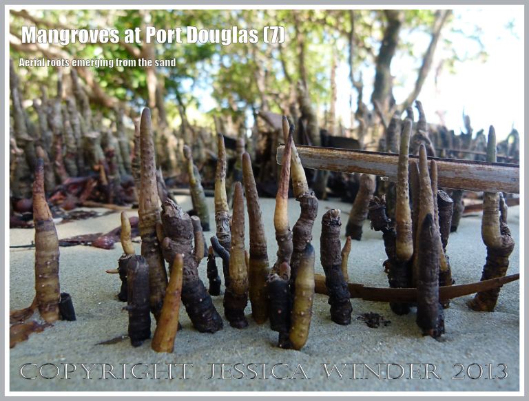 Mangroves at Port Douglas (7) - Aerial roots of mangrove trees emerging from the sand on the beach at Port Douglas, Queensland, Australia.