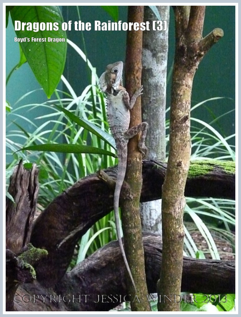 Dragons of the Rainforest (3) - Boyd's Forest Dragon, Hypsilurus boydii, a reptile of the tropical rainforest in Queensland, Australia.