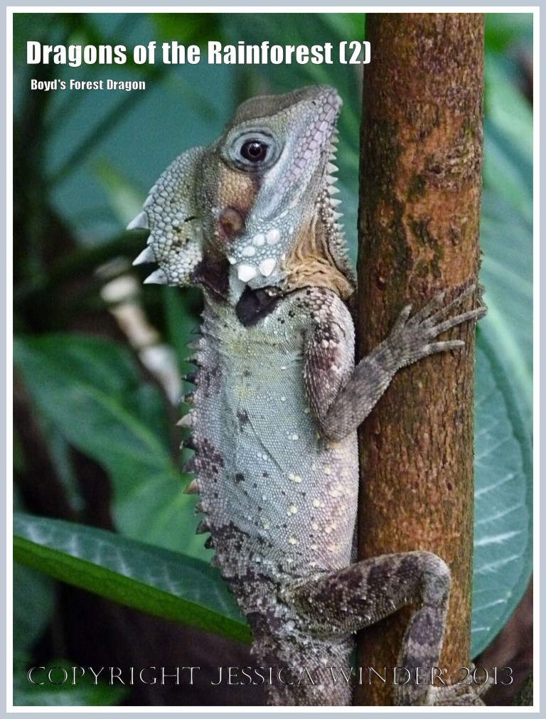Dragons of the Rainforest (2) - Boyd's Forest Dragon, Hypsilurus boydii, a reptile of the tropical rainforest in Queensland, Australia.