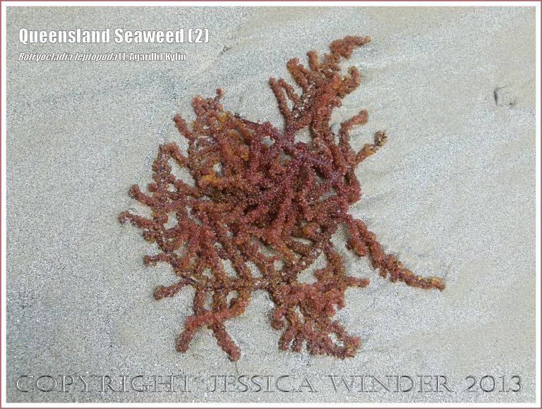 Queensland Seaweed (2) Botryocladia leptopoda - Grape Weed [Botryocladia leptopoda (J. Agardh) Kylin] washed ashore on sandy Cape Tribulation beach, North Queensland Coast, Australia. 