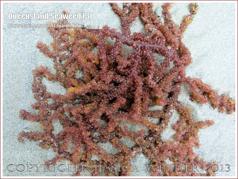 Queensland Seaweed (3) Botryocladia leptopoda - Grape Weed [Botryocladia leptopoda (J. Agardh) Kylin] washed ashore on sandy Cape Tribulation beach, North Queensland Coast, Australia.