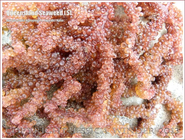 Queensland Seaweed (5) Botryocladia leptopoda - Close-up image of Grape Weed [Botryocladia leptopoda (J. Agardh) Kylin] washed ashore on sandy Cape Tribulation beach, North Queensland Coast, Australia. 