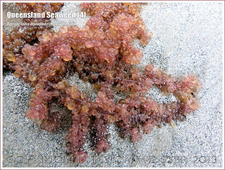 Queensland Seaweed (4) Botryocladia leptopoda - Grape Weed [Botryocladia leptopoda (J. Agardh) Kylin] washed ashore on sandy Cape Tribulation beach, North Queensland Coast, Australia. 