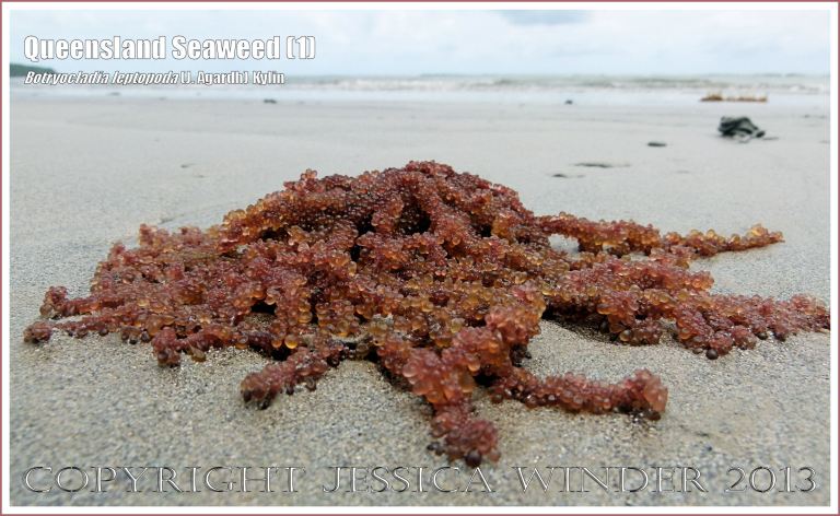 Queensland Seaweed (1) Botryocladia leptopoda - Grape Weed [Botryocladia leptopoda (J. Agardh) Kylin] washed ashore on sandy Cape Tribulation beach, North Queensland Coast, Australia. 