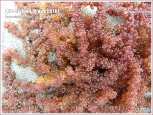 Queensland Seaweed (6) Botryocladia leptopoda - Close-up image of Grape Weed [Botryocladia leptopoda (J. Agardh) Kylin] washed ashore on sandy Cape Tribulation beach, North Queensland Coast, Australia.