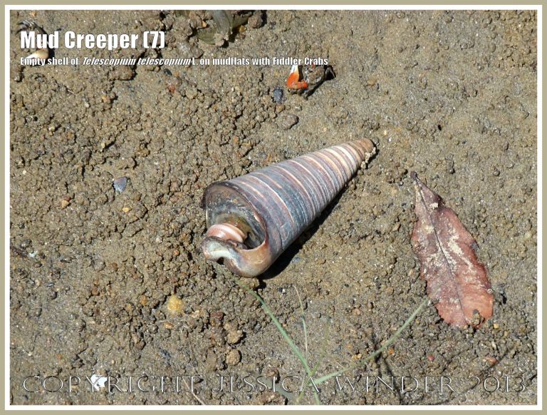 Mud Creepers (7) - Empty shell of Telescopium telescopium L. on the beach at Cairns, Queensland, Australia, with fiddler crabs. 