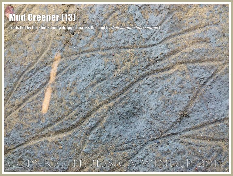 Mud Creepers (13) - Trails left in the mud where living Telescopium telescopium Mangrove Mud Whelks have dragged their heavy shells along when the tide is out.