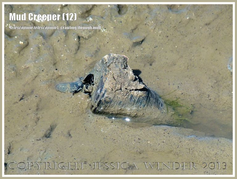 Mud Creepers (12) - Living specimen of Telescopium telescopium L., the Mangrove Mud Whelk, crawling through the glutinous mud at low tide, its heavy shell making a furrow behind it as it is dragged along, Cairns, Queensland, Australia.