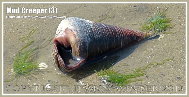 Mud Creepers (3) - Empty shell of Telescopium telescopium L., Mud Whelk, on the shore at Cairns, Queensland, Australia. 