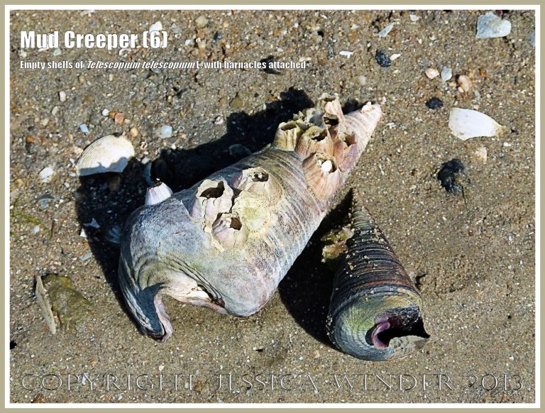 Mud Creepers (6) - Empty shells of Telescopium telescopium L., Mud Whelk, on the shore at Cairns, Queensland, Australia. One shell has barnacles attached. 