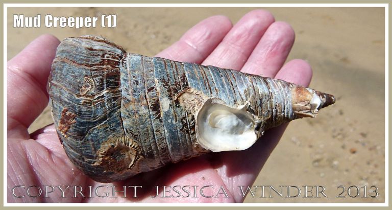Mud Creepers (1) - Empty shell of Telescopium telescopium L., Mud Whelk, at Cairns, Queensland, Australia, with remains of an oyster shell and barnacles attached. 