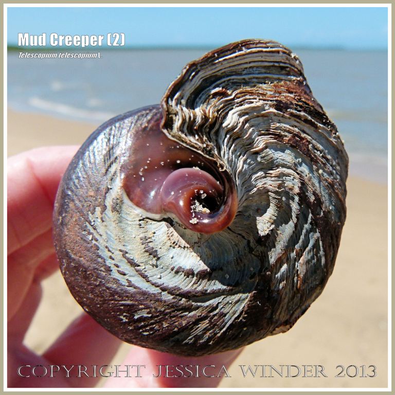 Mud Creepers (2) - Empty shell of the Mud Whelk or Mud Creeper, Telescopium telescopium L held to show the apertural end at Cairns, Queensland, Australia. 