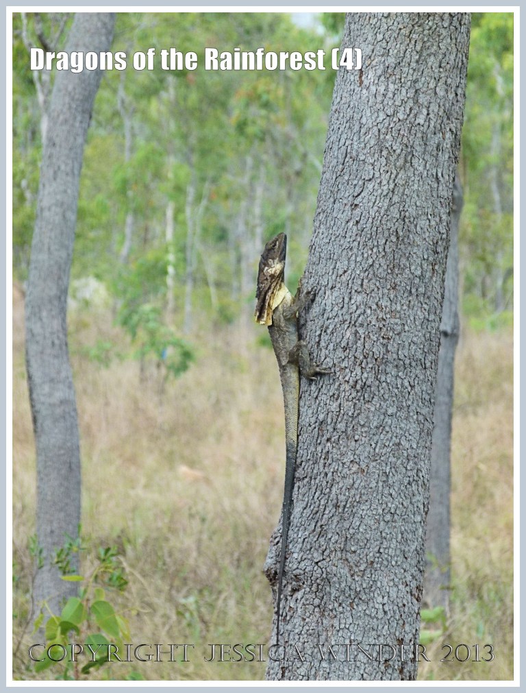 Dragons of the Rainforest (4)