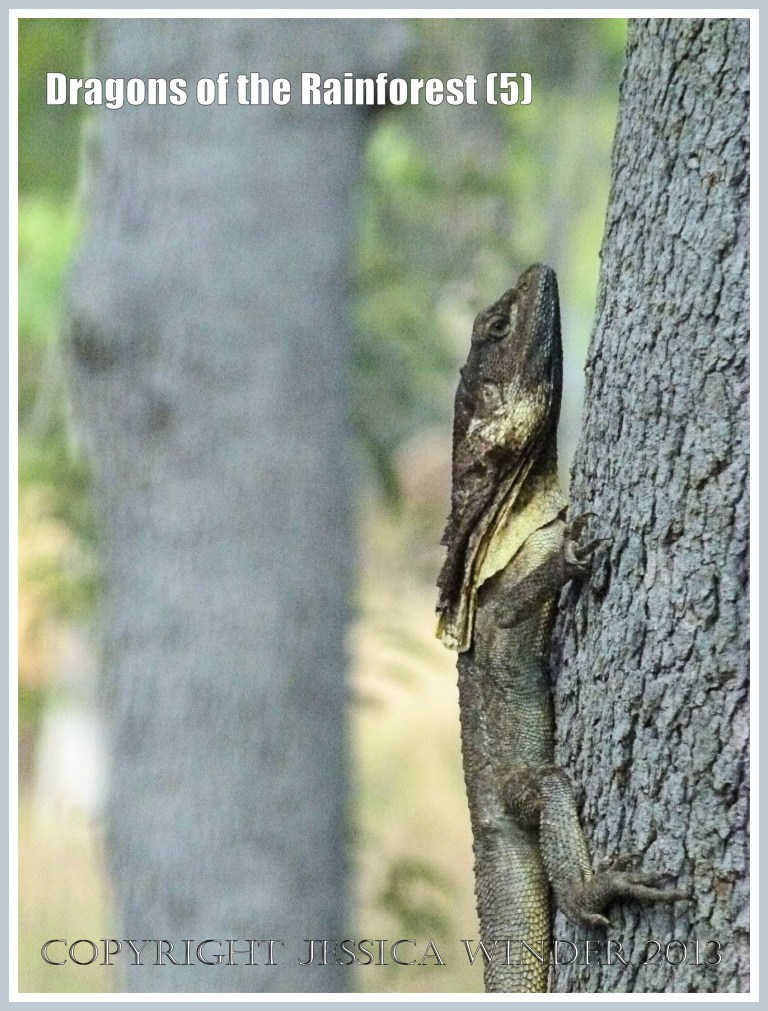 Dragons of the Rainforest (5) - A Dragon, Hypsilurus sp., reptile of the Agamidae Family photographed in its natural habitat from the window of a tour jeep in Queensland, Australia.