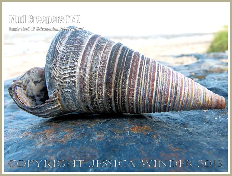 Mud Creepers (14) - Empty shell of Telescopium telescopium L. on the beach at Cairns, Queensland, Australia.