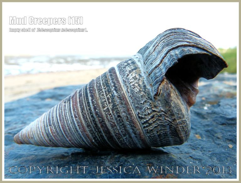 Mud Creepers (15) - Empty shell of Telescopium telescopium L. on the beach at Cairns, Queensland, Australia.