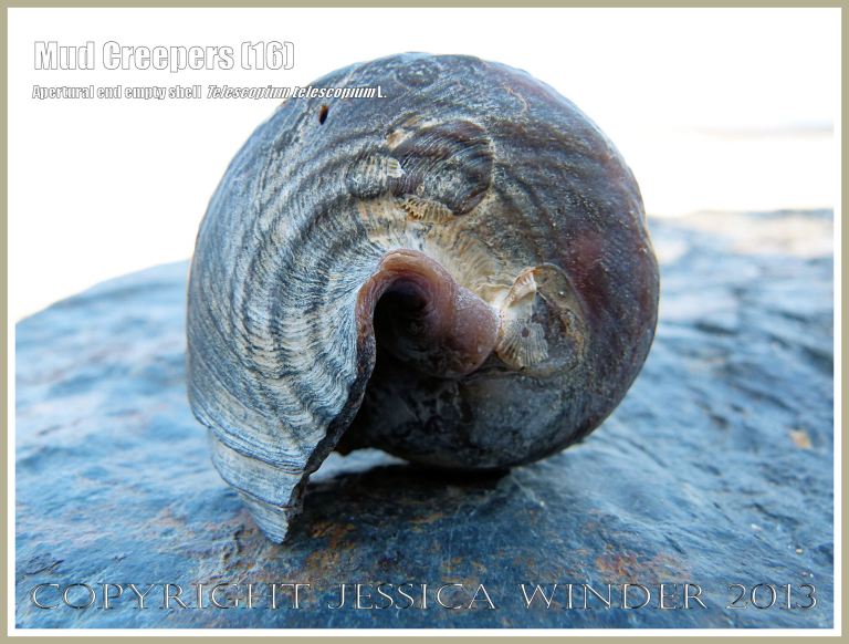 Mud Creepers (16) - Empty shell of Telescopium telescopium L. on the beach at Cairns, Queensland, Australia.