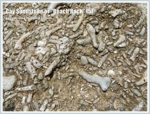 Cay Sandstone or "Beach Rock" (5) - Close-up of a broken slab of coral fragments cemented together in Cay Sandstone or "Beach Rock" on Normanby Island, one of the Frankland Islands, Queensland, Australia.