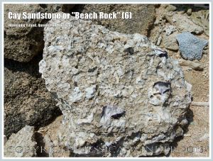 Cay Sandstone or "Beach Rock" (6) - Broken slab of coral fragments and shells cemented together in Cay Sandstone or "Beach Rock" on Normanby Island, one of the Frankland Islands, Queensland, Australia.