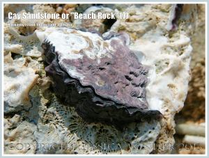 Cay Sandstone or "Beach Rock" (7) - Close-up of a Rock Oyster living on a slab of "Beach Rock" or Cay Sandstone comprised of coral fragments and empty shells cemented together. Normanby Island, one of the Frankland Island group, Queensland, Australia.