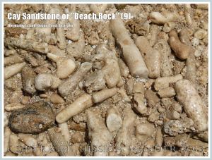 Cay Sandstone or "Beach Rock" (9) - Detailed close-up of the coral fragments naturally cemented together to form Cay sandstone or "Beach Rock" on Normanby Island, Queensland, Australia.