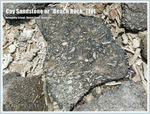 Cay Sandstone or "Beach Rock" (10) - Broken slab of coral fragments cemented together in Cay Sandstone or "Beach Rock" on Normanby Island, one of the Frankland Islands, Queensland, Australia.