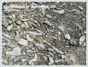 Cay Sandstone or "Beach Rock" (11) - Close-up of the coral fragments cemented together in a broken slab of Cay Sandstone or "Beach Rock" on Normanby Island, one of the Frankland Islands, Queensland, Australia.