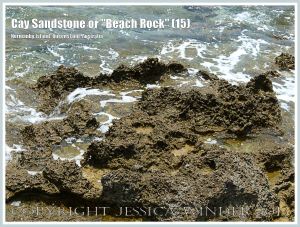Cay Sandstone or "Beach Rock" (15) - Eroded surface of massive form of "Beach Rock" on the shore at Normanby Island, part of the Frankland Islands, Queensland, Australia.