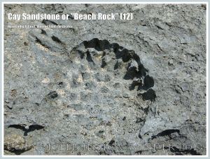 Cay Sandstone or "Beach Rock" (12) - Recently formed "Beach Rock" with the impression of Beach Pandanus fruits, on Normanby Island shore, Queensland, Australia, part of the Frankland Islands.