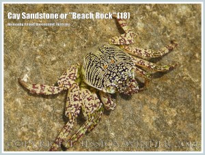 Cay Sandstone or "Beach Rock" (18) - Small Small Tropical Rock Crab (Grapsus sp.) in a tide pool in recently formed Cay Sandstone or "Beach Rock" on Normanby Island, Queensland, Australia, part of the Frankland Islands group.