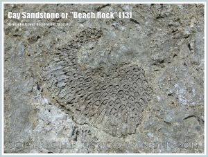 Cay Sandstone or "Beach Rock" (13) - Impression of a coral in recently formed Cay Sandstone or "Beach Rock" on Normanby Island, Queensland, Australia, part of the Frankland Islands group.