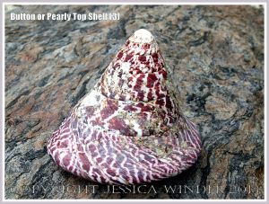 Button or Pearly Top Shell (3) - Trochus (Tectus) niloticus Linnaeus found on the shore of Normanby Island off the coast of Northern Queensland, Australia. The mother-of-pearl from this type of shell was and still is used commercially for making buttons and similar decorative objects. The shell is resting on a natural marbled rock surface on the island.