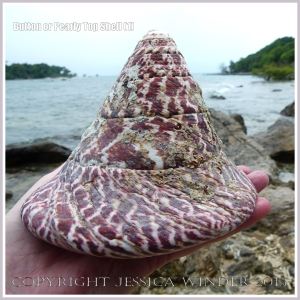 Button or Pearly Top Shell (1) - Trochus (Tectus) niloticus Linnaeus found on the shore of Normanby Island off the coast of Northern Queensland, Australia. The mother-of-pearl from this type of shell was and still is used commercially for making buttons and similar decorative objects.