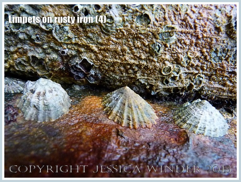 Limpets on rusty iron (4) -  Living limpets (Patella sp.) attached to highly coloured, patterned, and textured rusty iron seaside pier. 