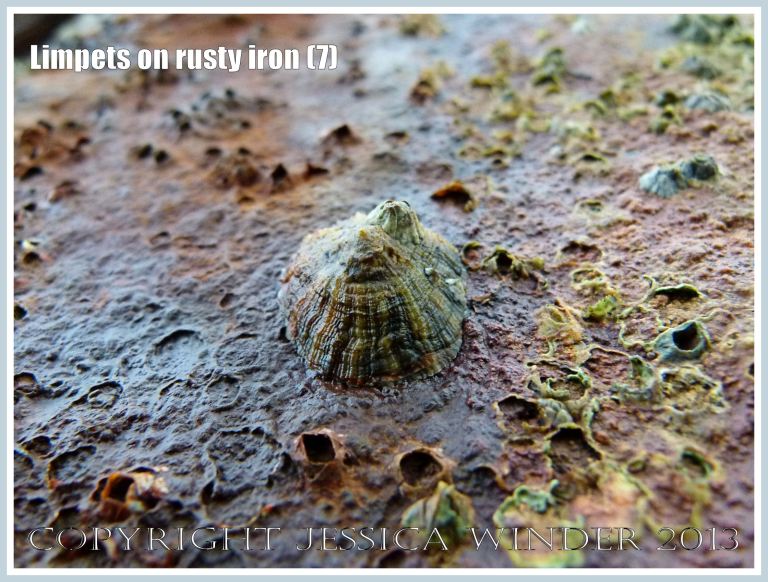 Limpets on rusty iron (7) - Living limpet (Patella sp.) attached to highly coloured, patterned, and textured rusty iron seaside pier. 