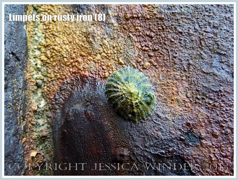 Limpets on rusty iron (8) - Living limpet (Patella sp.) attached to highly coloured, patterned, and textured rusty iron seaside pier. 