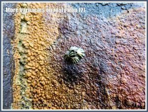 More barnacles on rusty iron (2) - Acorn or sessile barnacle living on an iron seaside pier corroded by sea water.
