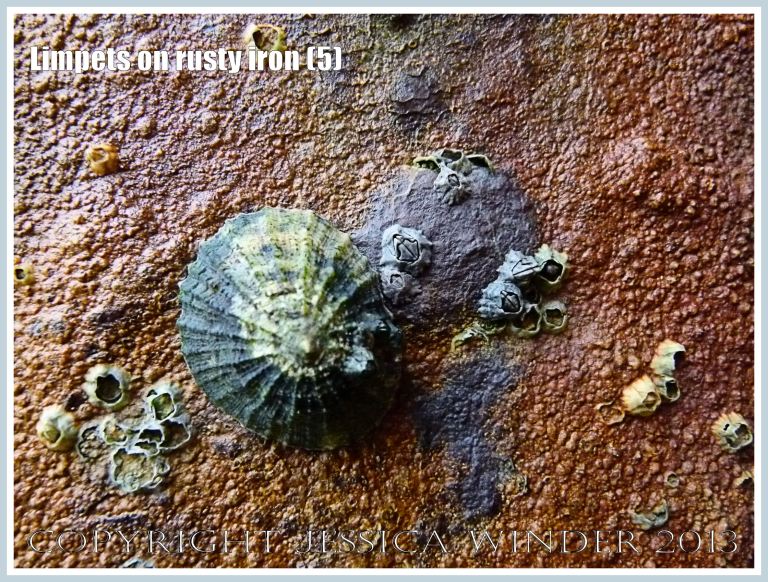 Limpets on rusty iron (5) -  Living limpet (Patella sp.) attached to highly coloured, patterned, and textured rusty iron seaside pier. 