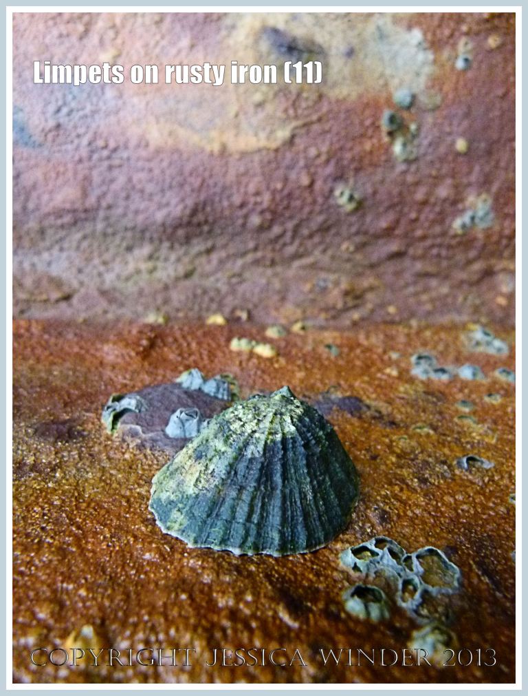 Limpets on rusty iron (11) - Living limpet (Patella sp.) attached to highly coloured, patterned, and textured rusty iron seaside pier. 