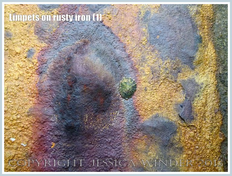 Limpets on rusty iron (1) -  Living limpet (Patella sp.) attached to rusty iron seaside pier. 