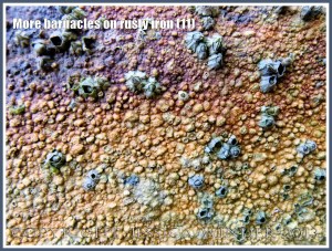 More barnacles on rusty iron (11) - Acorn or sessile barnacles living on an iron seaside pier corroded by sea water.