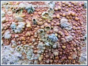 More barnacles on rusty iron (7) - Acorn or sessile barnacles living on an iron seaside pier corroded by sea water.