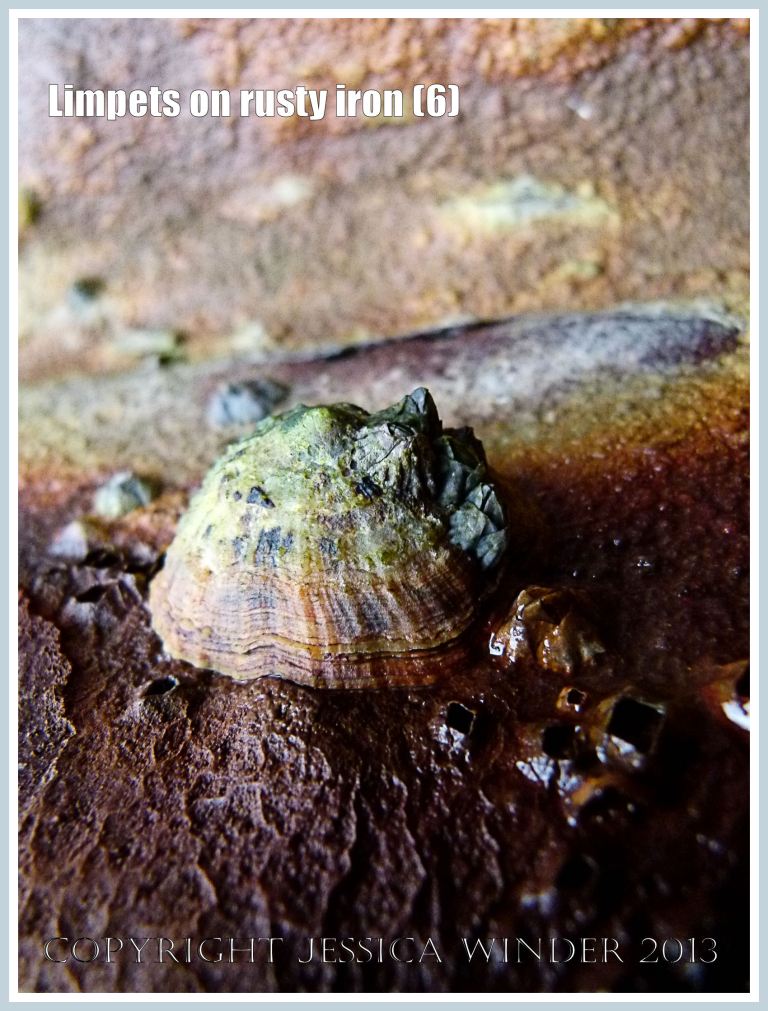 Limpets on rusty iron (6) - Living limpet (Patella sp.) attached to highly coloured, patterned, and textured rusty iron seaside pier.