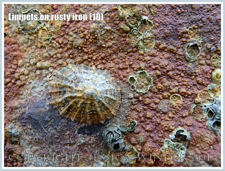 Limpets on rusty iron (10) - Living limpet (Patella sp.) attached to highly coloured, patterned, and textured rusty iron seaside pier.