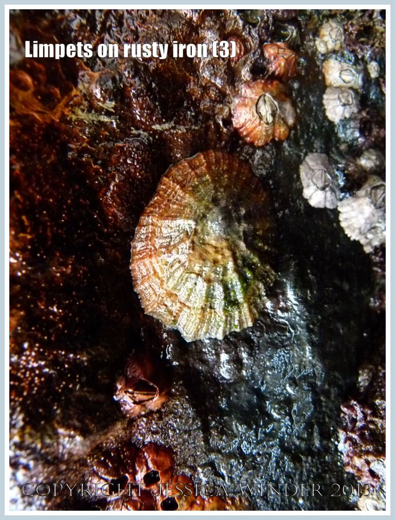 Limpets on rusty iron (3) -  Living limpet (Patella sp.) attached to highly coloured, patterned, and textured rusty iron seaside pier. 